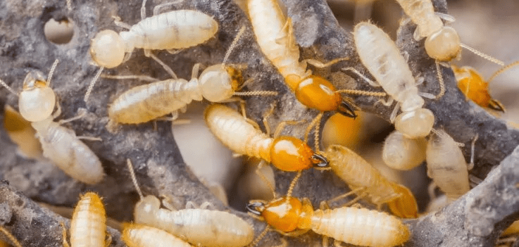 termite control in kathmandu