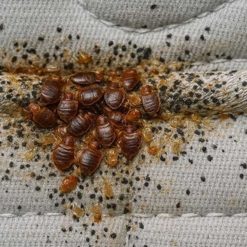 How-To-Get-Rid-Of-Bed-Bugs-In-5-Easy-Steps-03-b55e5c74