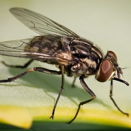 Stomoxys_calcitrans_on_aloe_vera