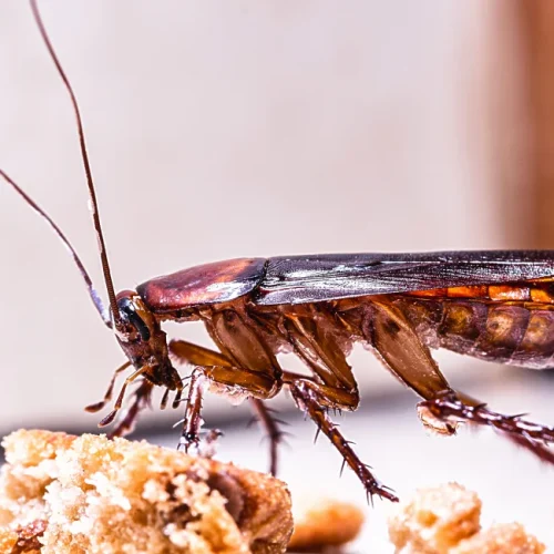 image-stock-1200-many-cockroaches-coming-through-the-door-1850611962
