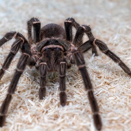 university-of-galway-r